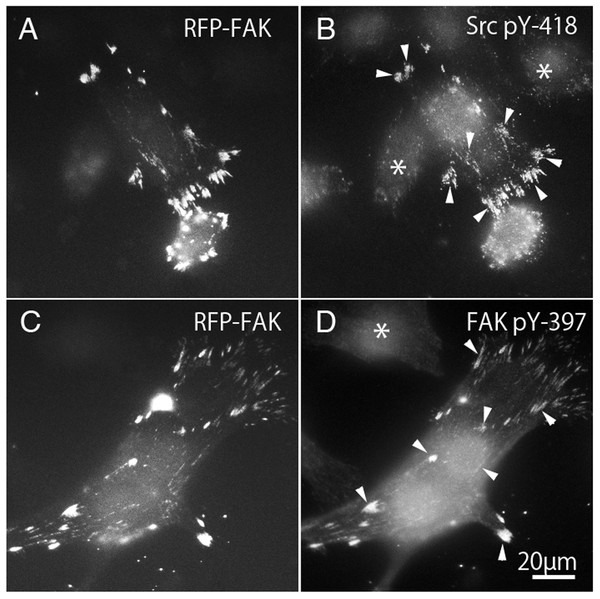 Phosphorylation of c-Src and FAK in FAK−∕− fibroblasts transfected with RFP-FAK.