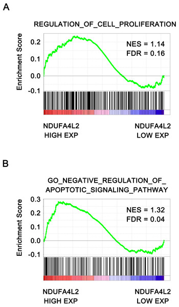 NDUFA4L2 level is positively correlated with cell proliferation and anti-apoptosis.