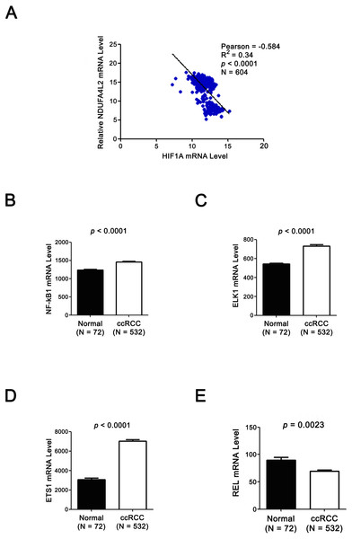 Expression levels of TF HIF1α and NDUFA4L2 are not positively correlated and three other TFs of NDUFA4L2 are upregulated in ccRCC.