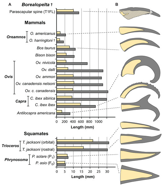 Comparisons of the size of the bony core and keratinous sheath of the parascapular spine of Borealopelta to modern bovid and squamate analogues.