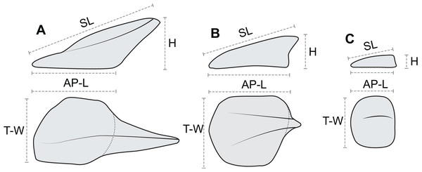 Linear osteoderm measurements used in allometric and morphometric analyses.