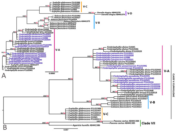 Phylogenetic trees of β-Tubulin.