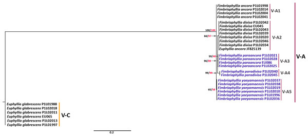 Phylogenetic tree of the 3′-end of the cox1 gene.