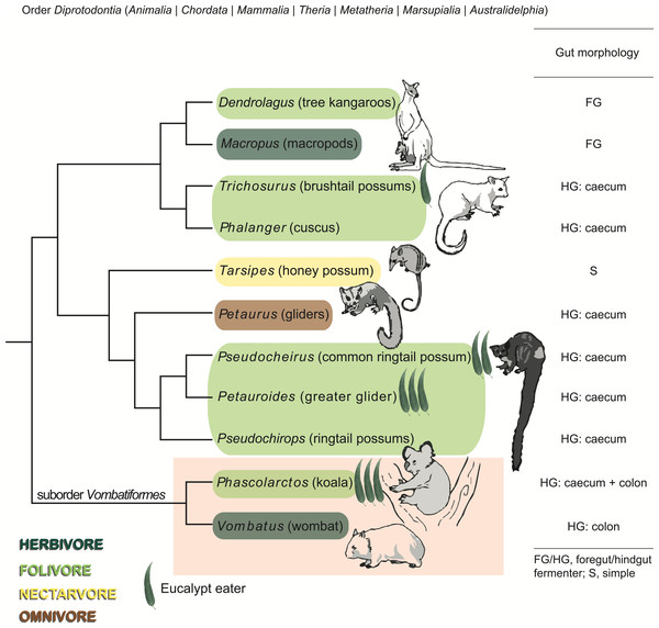 Phylogeny, diet, and digestive strategy of marsupials from the order Diprotodontia.
