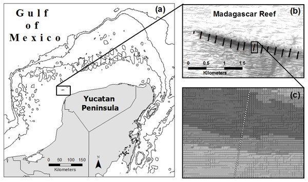 Location of Madagascar reef in the Gulf of Mexico (A) and distribution of sampling points across the bathymetric gradient along the reef (B, C).