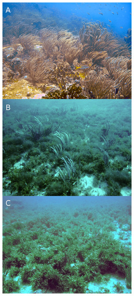 Typical reefscapes of Madagascar reef, Gulf of Mexico: the shallow (depth: 6.8 ± 1.4 m) rocky reef crest (A), and the deeper sandy leeward (14.8 ± 0.16 m) (B) and windward (16.2 ± 2.6 m) (C) regions.