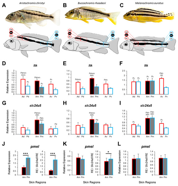 Three Lake Malawi cichlid species and expression of chromatophore marker genes in sampled skin regions.
