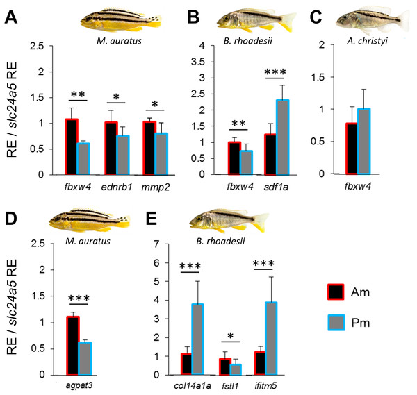 Expression differences of stripe pattern candidate genes along the dark mid-lateral stripe.