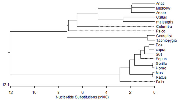 Phylogenetic tree of Muscovy duck DRD2 aligned amino acid sequences.