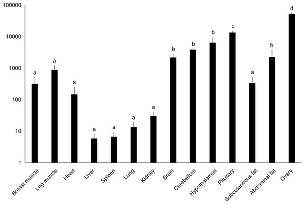 Total mRNA expression of the DRD2 gene in different tissues of the Muscovy duck.