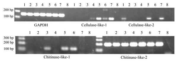 Expression patterns of cellulase- and chitinase-like genes in certain life stages of Acropora digitifera.