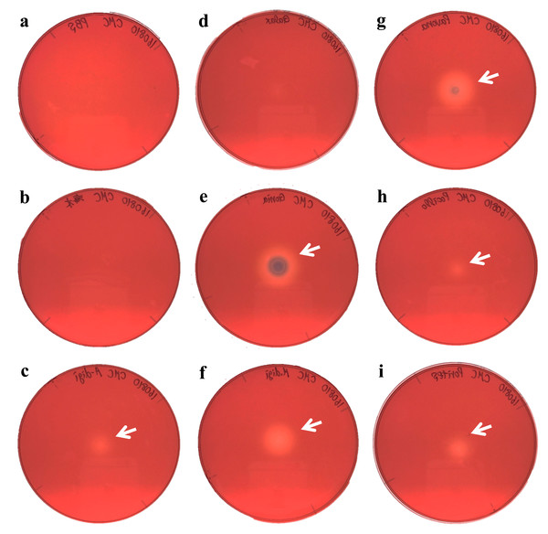 Agar plate assays for cellulase.