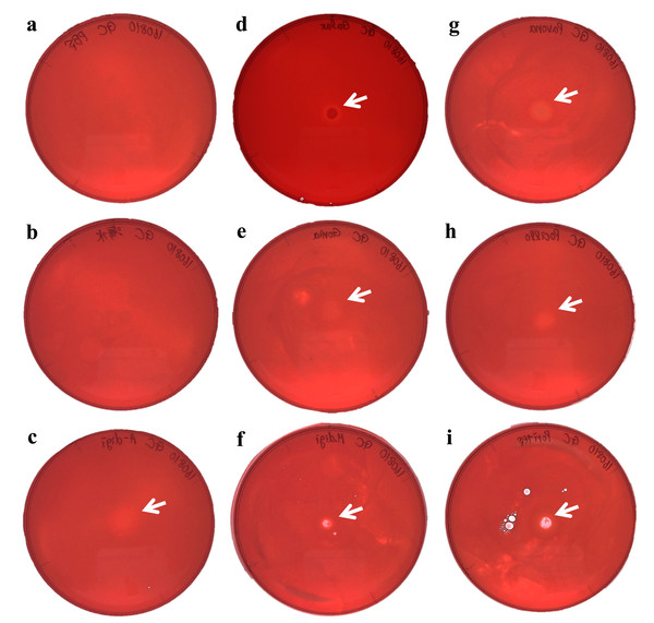 Agar plate assays for chitinase.