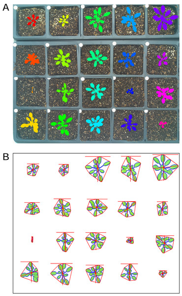 Analysis of images containing multiple plants.