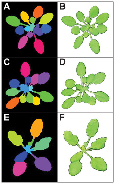 Leaf segmentation by a distance-based watershed transformation.