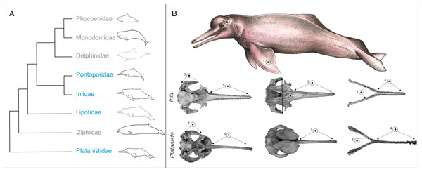 Phylogeny and convergent features of the ‘river dolphins’.