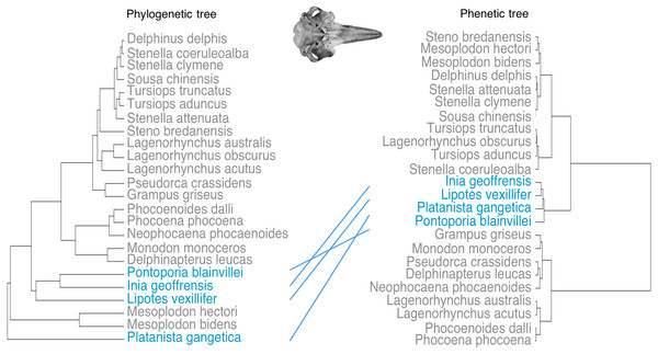 Tanglegram showing comparison in the position of the river dolphins on a phylogenetic tree and a phenetic tree based on cranial morphology.