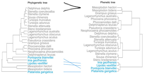 Tanglegram showing comparison in the position of the river dolphins on a phylogenetic tree and a phenetic tree based on mandibular morphology.
