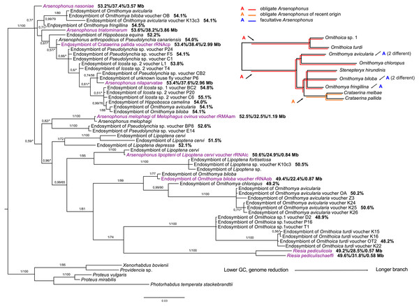 16S rRNA phylogeny of Arsenophonus in Hippoboscidae inferred by BI analysis.
