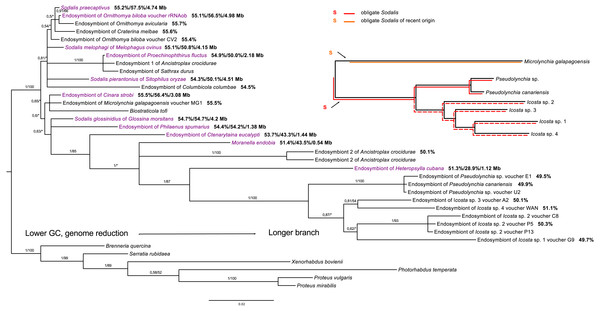 16S rRNA phylogeny of Sodalis in Hippoboscidae inferred by BI analysis.
