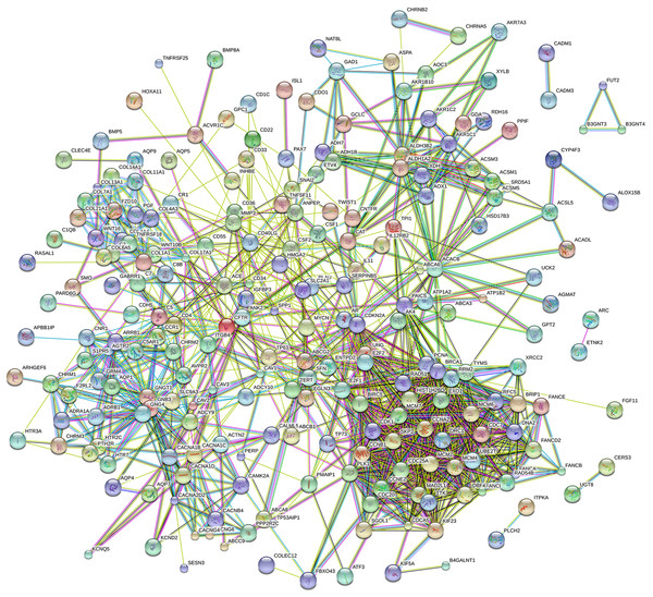 Protein–protein interaction network of 577 mRNAs.