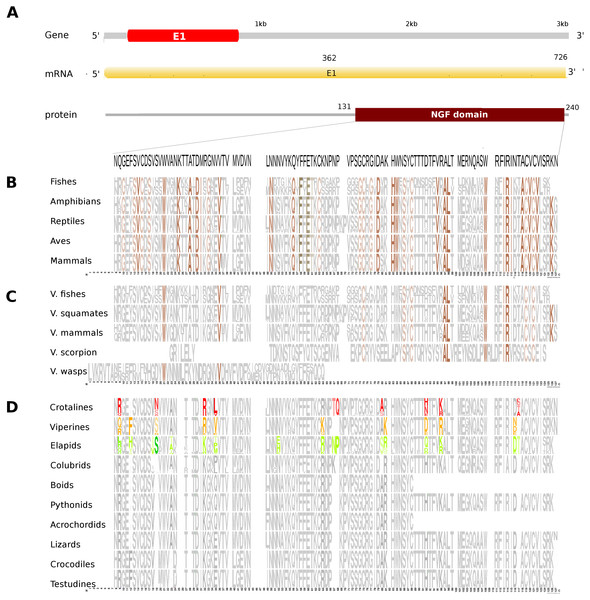 Comparative analyses of nerve growth factor (NGF).