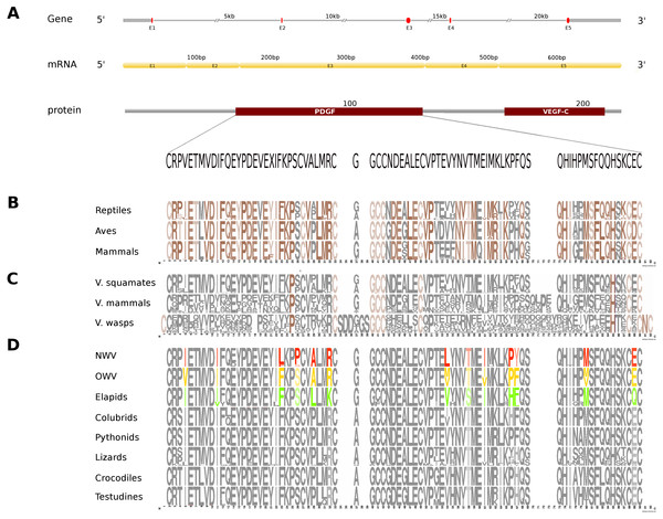 Comparative analyses of vascular endothelial growth factor—A (VEGF-A).