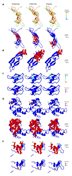 Three dimensional protein structural models in NGF (A); PDGF (B); Kunitz BPTI (C); CAP (D); and CRISP (E) across crotalines (CR), viperines (VP) and elapids.