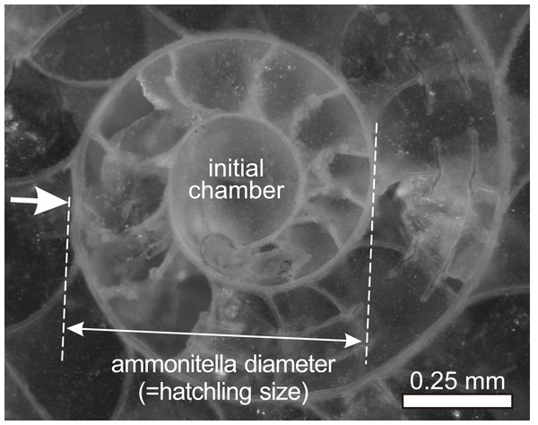 Ammonitella diameter in ammonoids.