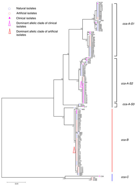 Neighbor-Joining tree of L. pneumophila isolates from DNA sequences of cca locus.