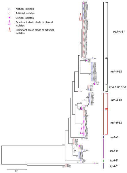 Neighbor-Joining tree of L. pneumophila isolates from DNA sequences of trpA locus.