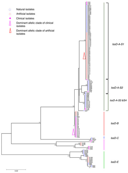 Neighbor-Joining tree of L. pneumophila isolates from DNA sequences of lssD locus.