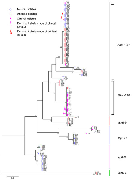 Neighbor-Joining tree of L. pneumophila isolates from DNA sequences of lspE locus.