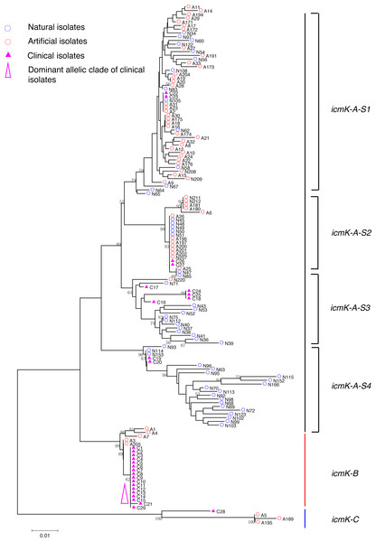 Neighbor-Joining tree of L. pneumophila isolates from DNA sequences of icmK locus.