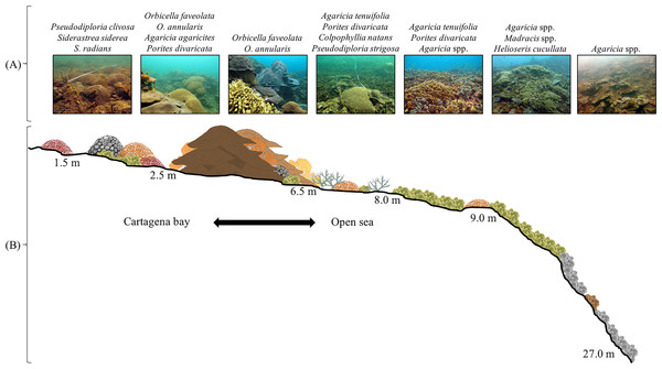 Varadero Reef profile.