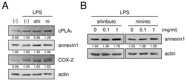 Effects of kampo medicines on cPLA2, annexin1, and COX-2 expression.