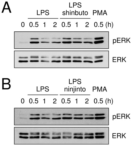 Effects of kampo medicines on LPS-induced ERK phosphorylation.