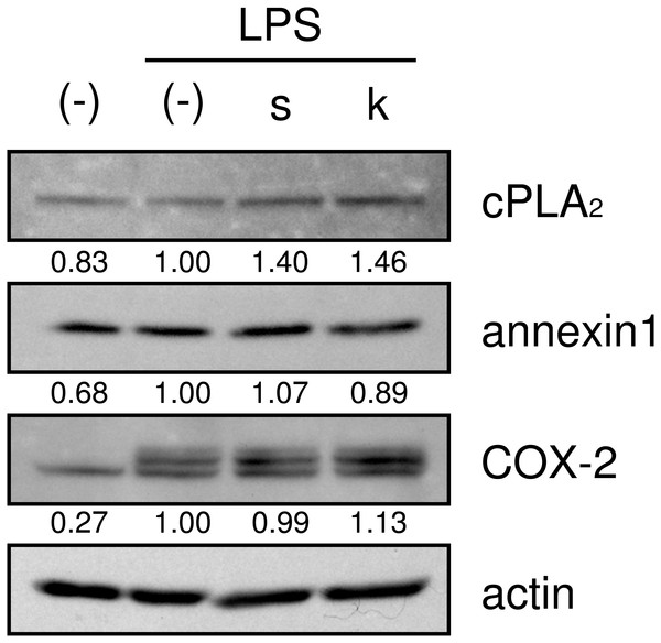 Effects of shokyo and kankyo on cPLA2, annexin1, and COX-2 expression.