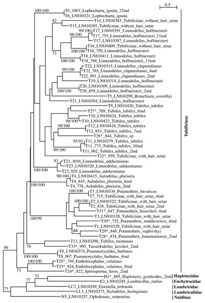 PhyML tree of Tubificinae subfamily (with some lineages of other families/subfamilies) based on COI sequences obtained in Switzerland.