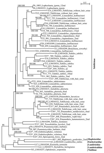 Cytochrome c oxidase barcodes for aquatic oligochaete identification ...