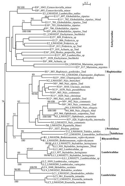 PhyML tree of all aquatic oligochaete families/subfamilies (only two lineages of Tubificinae represented) based on COI sequences obtained in Switzerland.