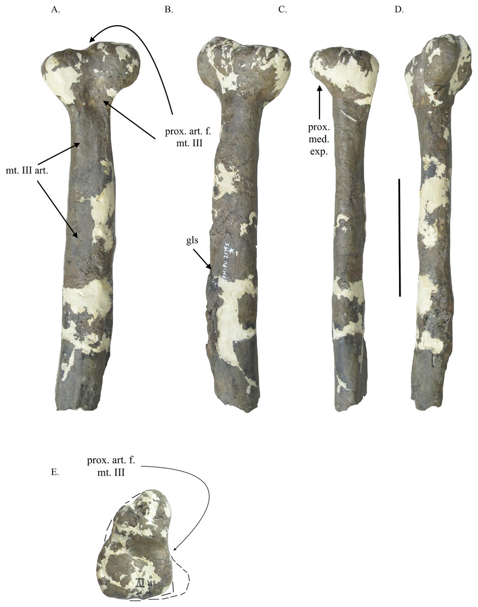 A tyrannosauroid metatarsus from the Merchantville Formation of Delaware increases the diversity of non-tyrannosaurid tyrannosauroids on Appalachia PeerJ