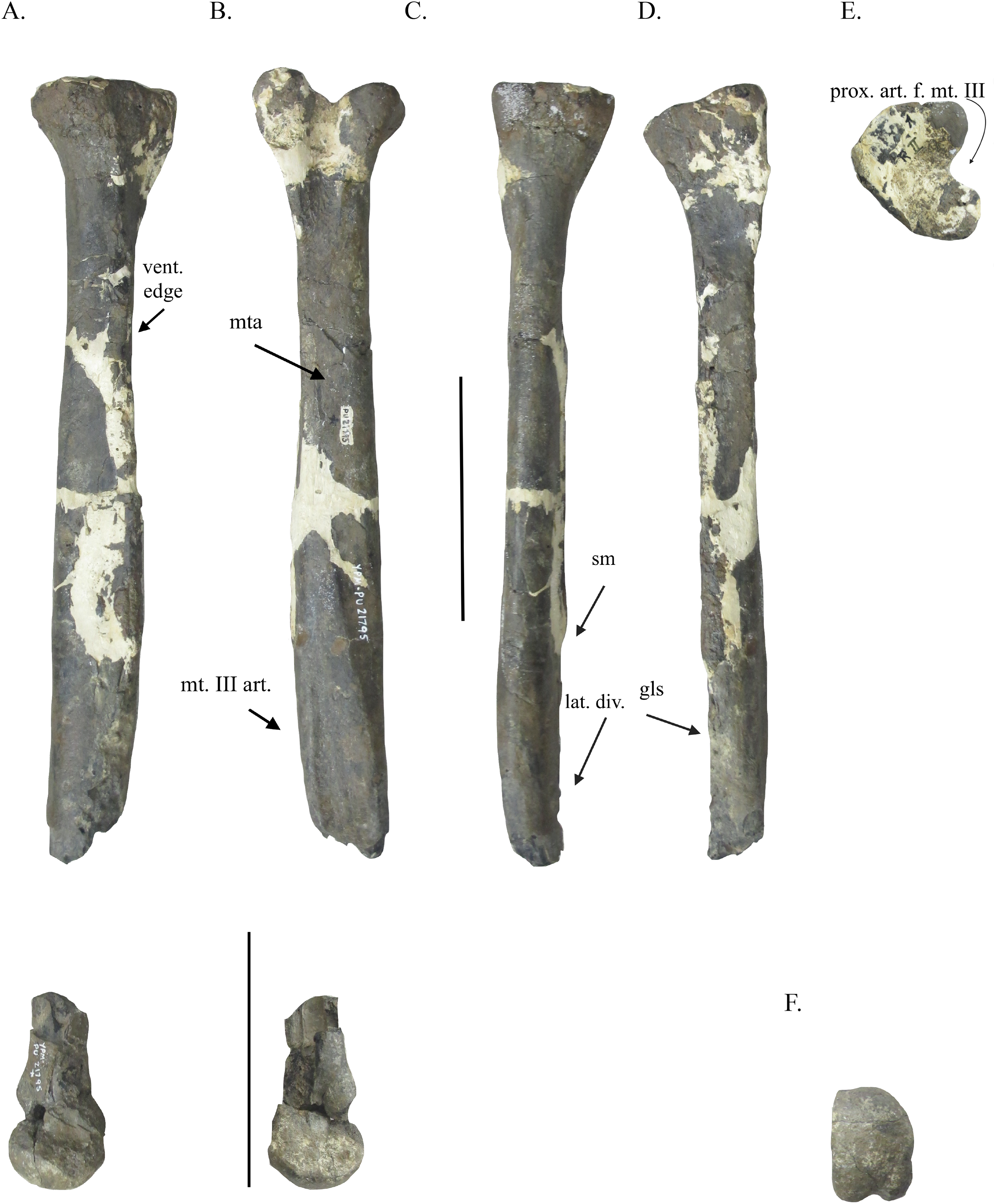 A tyrannosauroid metatarsus from the Merchantville Formation of Delaware increases the diversity of non-tyrannosaurid tyrannosauroids on Appalachia PeerJ pic