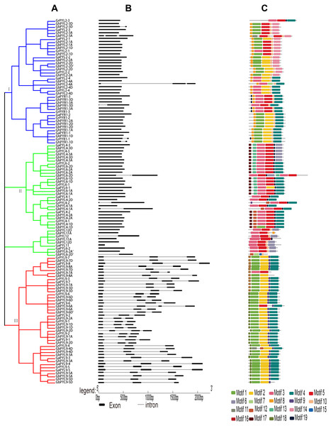 Phylogenetic relationships, gene architectures and conserved motifs of PYL genes in Gossypium.