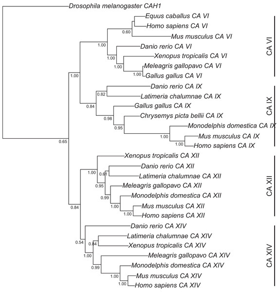 Bayesian phylogenetic tree of CA VI, CA IX, CA XII, and CA XIV.