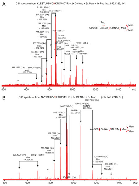 Characterization of zebrafish CA VI–PTX glycopeptides by tandem mass spectrometry.