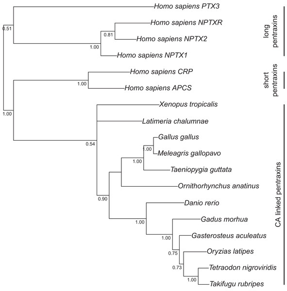 Bayesian phylogenetic tree of pentraxin domains.