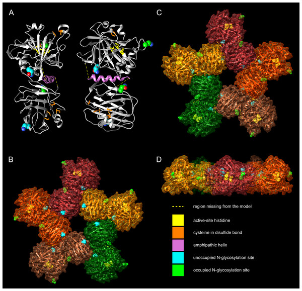 Molecular models of zebrafish CA VI–PTX.