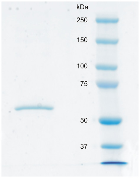 SDS-PAGE of recombinantly produced zebrafish CA VI–PTX.