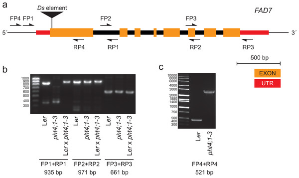 The pht4;1-3 line contains an insertion in the FAD7 gene.